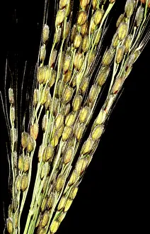 Poaceae Family Plants Prints: Rice plants