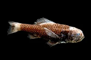Bony Fish Prints: Ridgehead Fish