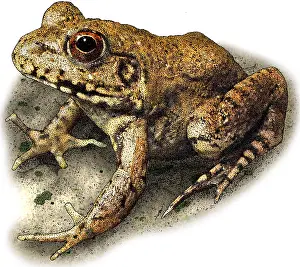 Wildlife Art Prints: River Frog