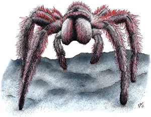 Chilean Rose Tarantula Print
