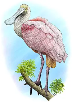 American Wildlife Art Prints: Roseate Spoonbill