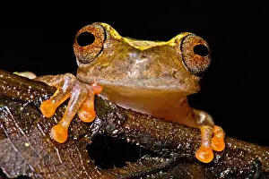 Ross Allen's Treefrog Print