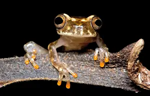South American Frogs Prints: Ross Allen's Treefrog