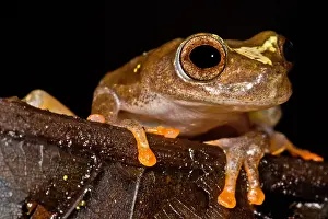 Amazon Rainforest Fauna Prints: Ross Allen's Treefrog