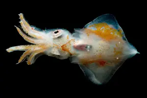 Deep Sea Squid Prints: Ruppell's Octopus Squid
