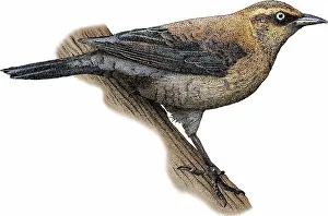 Animal Illustrations Online Prints: Rusty Blackbird