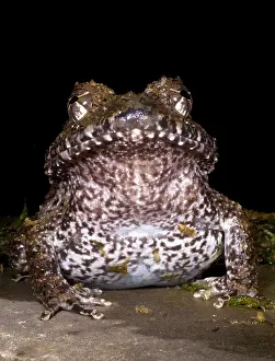 Costa Rican Wildlife Prints: Rusty Robber Frog