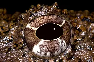 Rusty Robber Frog Print