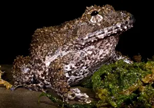 Costa Rican Wildlife Prints: Rusty Robber Frog
