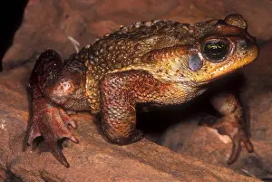 Brazilian Wildlife Images Prints: Rusty Toad