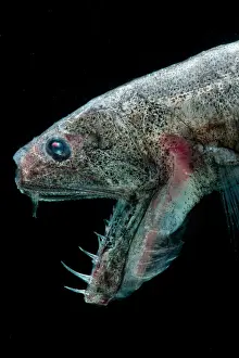 Deep Sea Fish Prints: Sabertooth (Odontostomops normalops)