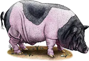 Mammal Illustrations Prints: Saddleback Pig