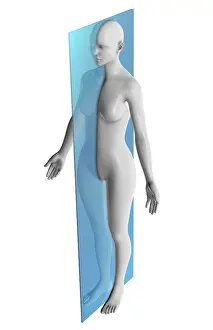 Human Body Illustration Prints: Sagittal Plane