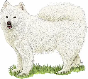 Samoyed Breed Prints: Samoyed