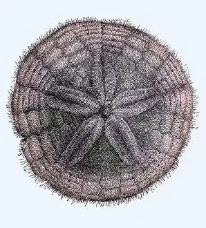 Historical Drawing Prints: Sand Dollar, Echinoderm