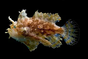 Camouflage Fish Prints: Sargassumfish