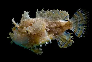 Camouflage Fish Prints: Sargassumfish