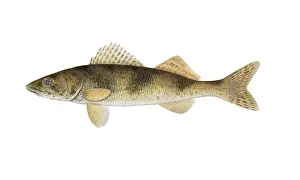 Freshwater Fish Illustration Prints: Sauger