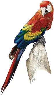 Scarlet Macaw Prints: Scarlet Macaw