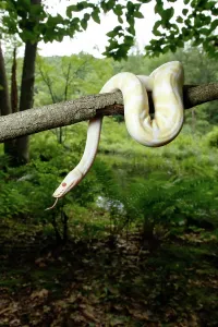 Albino Ball Python Print - Tree Climbing Scene