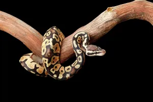 Captive Ball Python Print