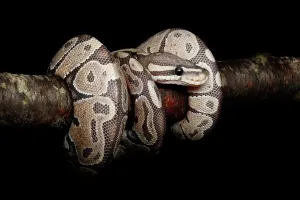 Royal Python Prints: Ball Python coiled on branch