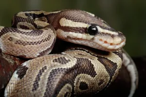 Ball Python Print: Coiled on Branch