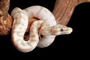 Captive Ball Python Morph Print
