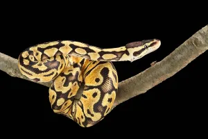 Ball Python Prints: Ball Python (Python regius)