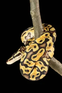 Ball Python Prints: Ball Python (Python regius)