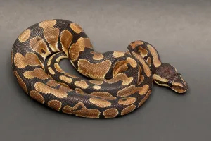 Ball Python Prints: Ball Python (Python regius)