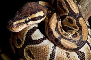 Ball Python Prints: Ball Python (Python regius)