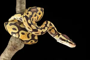 Ball Python Prints: Ball Python (Python regius)