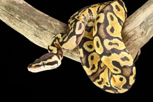 Ball Python Prints: Ball Python (Python regius)