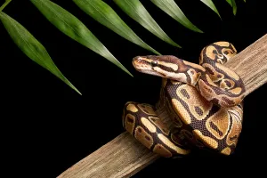 Ball Python Prints: Ball Python (Python regius) on branch
