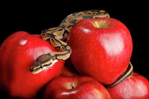 Ball Python Prints: Ball Python on Red Apples