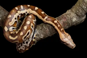 Asian Reptiles Prints: Blood python (Python brongersmai) on branch