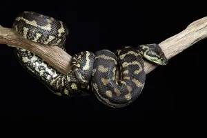 Constrictor Snakes Prints: Carpet Python