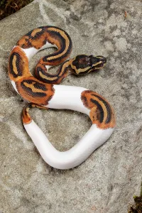 Tropical Snake Species Prints: Piebald Ball Python on Rock
