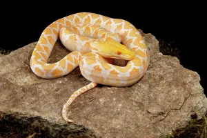 Albino Python Prints: Reticulated Python (Albino Morph)