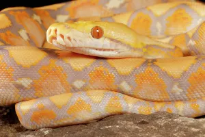 Reticulated Python Prints: Reticulated Python (Lavender Morph)