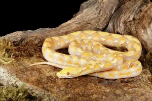 Reticulated Python Prints: Reticulated Python (Lavender Morph)