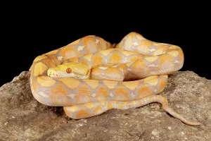 Reticulated Python Prints: Reticulated Python (Lavender Morph)