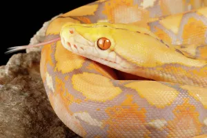 Reticulated Python (Lavender Morph) Print