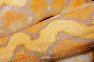 Reticulated Python Prints: Reticulated Python (Lavender Morph) Scale Detail 1