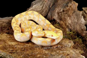 Reticulated Python Prints: Reticulated Python (Lavender Morph) in front tree stump