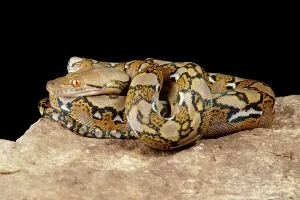 Reticulated Python Prints: Reticulated Python on Rock