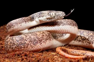 Asian Reptile Species Prints: Savu Python in Defensive Posture