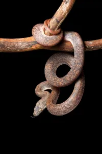 Savu Python Print: Captive Liasis mackloti savuensis on Tree Branch