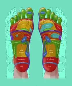 Alternative Medicine Prints: Reflexology Print: Foot Zones Illustration